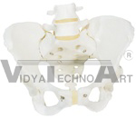 Female Pelvis model, pelvic skeleton model